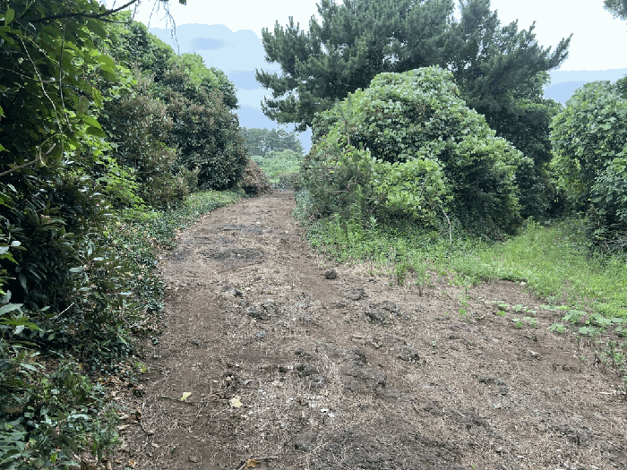 제주특별자치도 서귀포시 성산읍 오조리 1443 임야 경매 사진 41