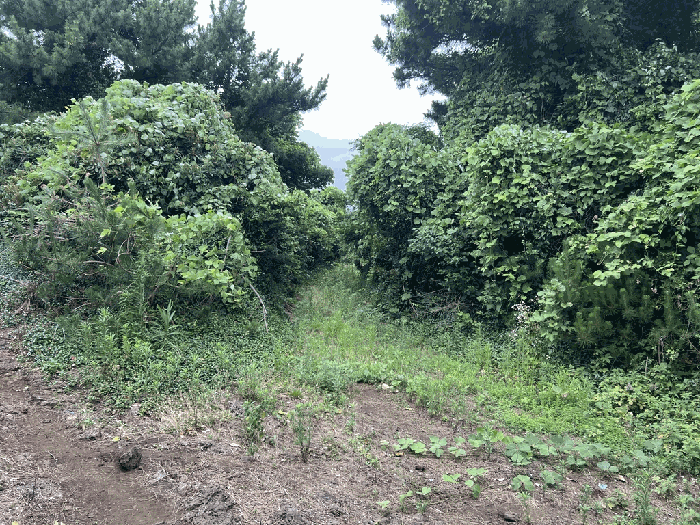 제주특별자치도 서귀포시 성산읍 오조리 1443 임야 경매 사진 42