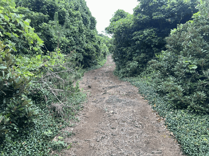 제주특별자치도 서귀포시 성산읍 오조리 1443 임야 경매 사진 43