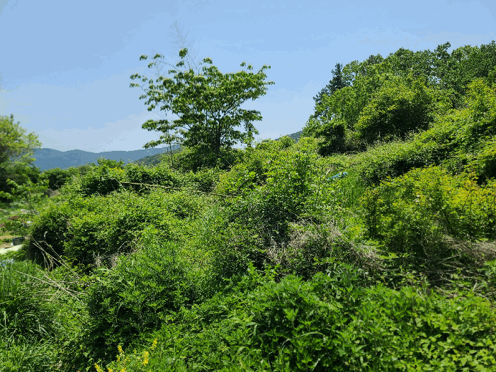 경상남도 거제시 일운면 소동리 700 외 2필지 답 경매 사진 9