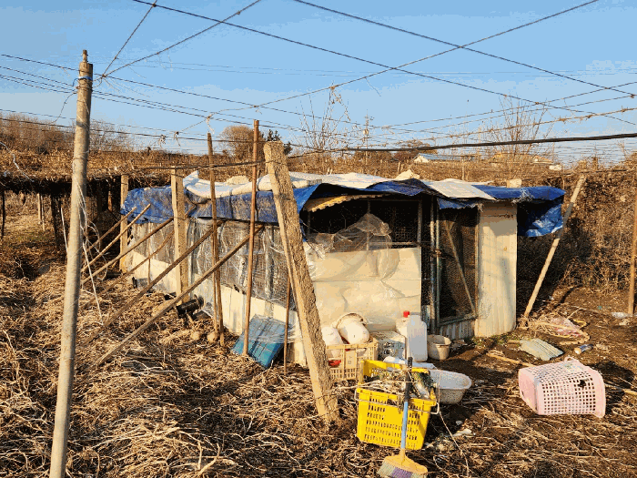 충청남도 천안시 서북구 성거읍 오목리 115 외 1필지 과수원 경매 사진 21