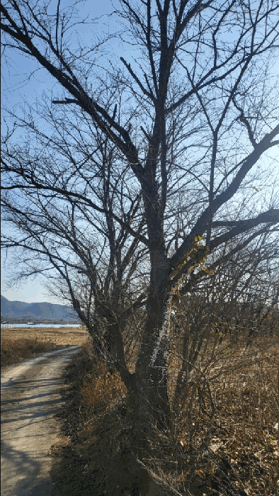 경상남도 함안군 가야읍 도항리 237-8 외 7필지 전 경매 사진 13