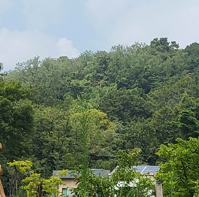 경상북도 구미시 오태동 산102-1 임야 경매 사진 36