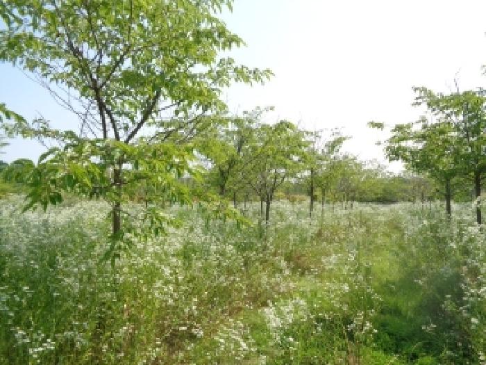 전북특별자치도 완주군 이서면 이문리 514-7 답 경매 사진 84