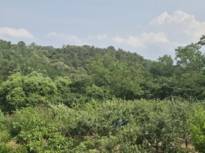 경상북도 포항시 남구 연일읍 학전리 산157-4 임야 경매 사진 17