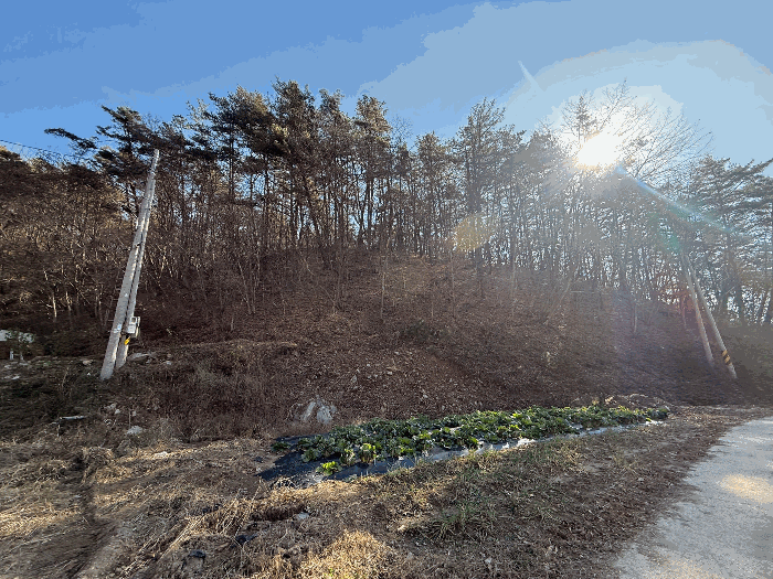 전라남도 화순군 백아면 방리 산110-3 임야 경매 사진 12