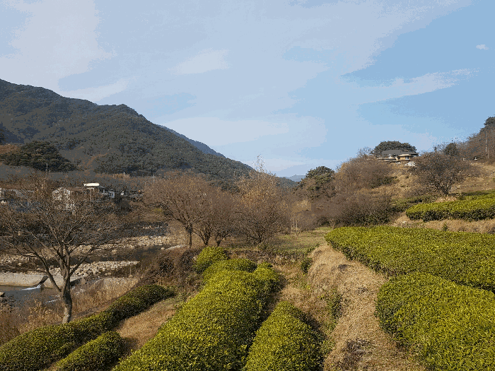 경상남도 하동군 화개면 정금리 1231 답 경매 사진 11