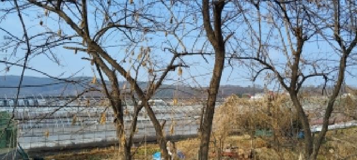 경기도 고양시 일산동구 사리현동 813 전답 경매 사진 4