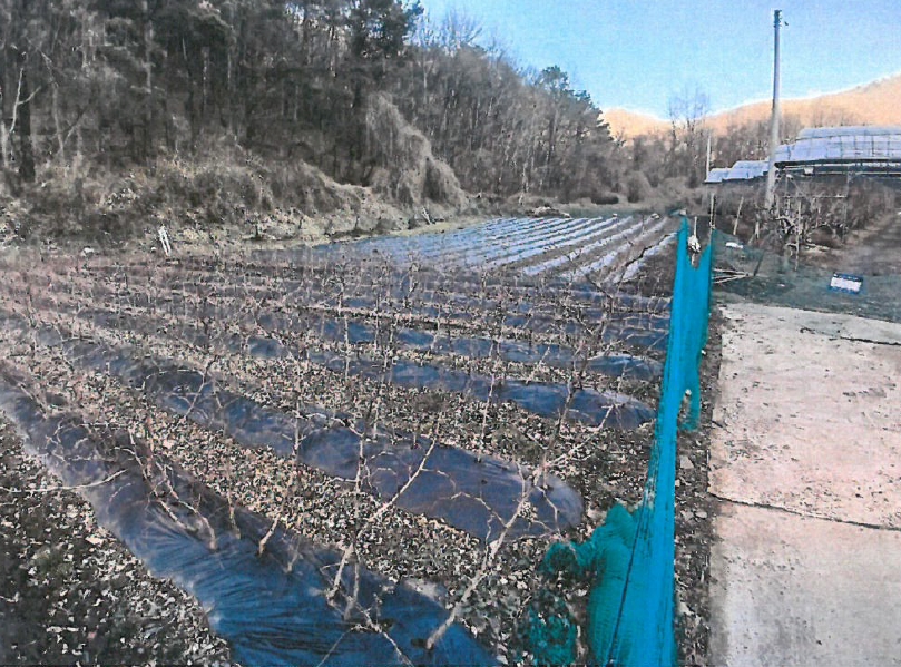 충청북도 보은군 회인면 고석리 202-1 외 1필지 전 경매 사진 6
