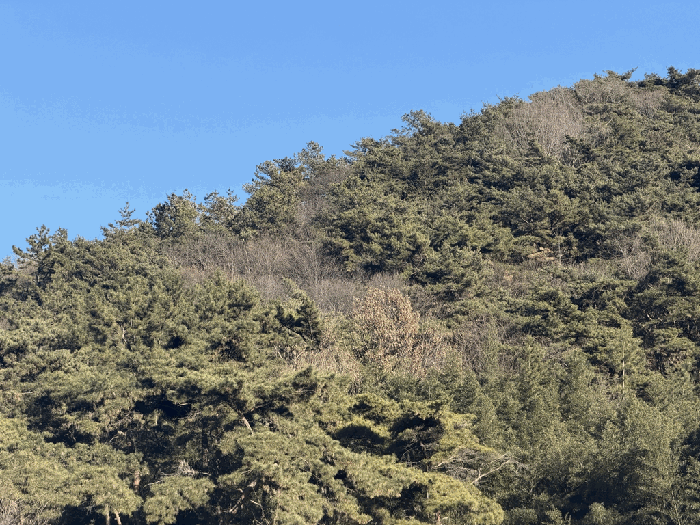 전라남도 화순군 도곡면 원화리 산8-1 임야 경매 사진 13