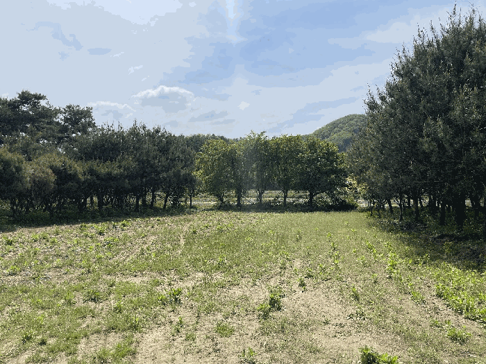 충청북도 충주시 노은면 대덕리 149-7 답 경매 사진 78