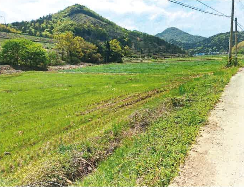 전라남도 장흥군 장흥읍 성불리 470-2 답 경매 사진 19