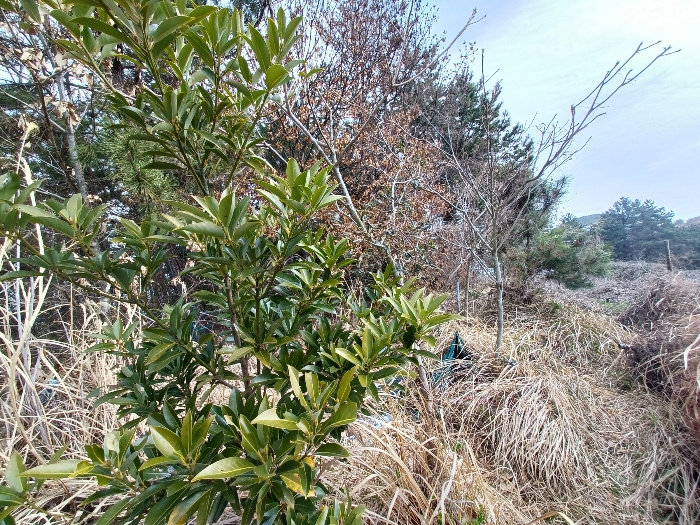 경상남도 남해군 창선면 대벽리 464 전 경매 사진 34