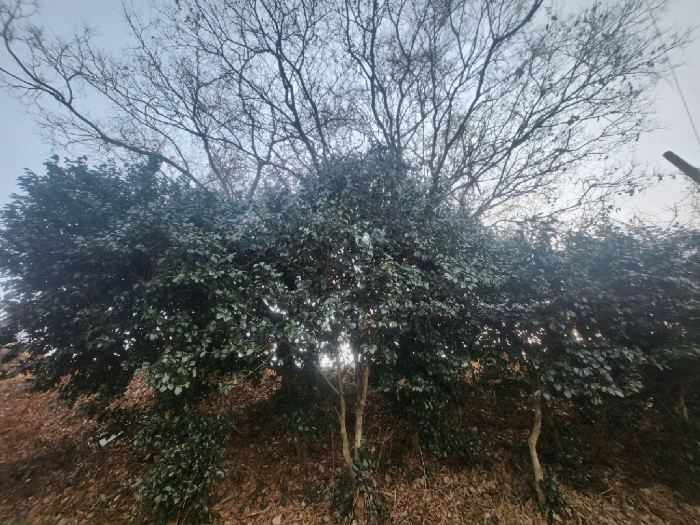 경상남도 통영시 도산면 원산리 281-3 외 2필지 전 경매 사진 6