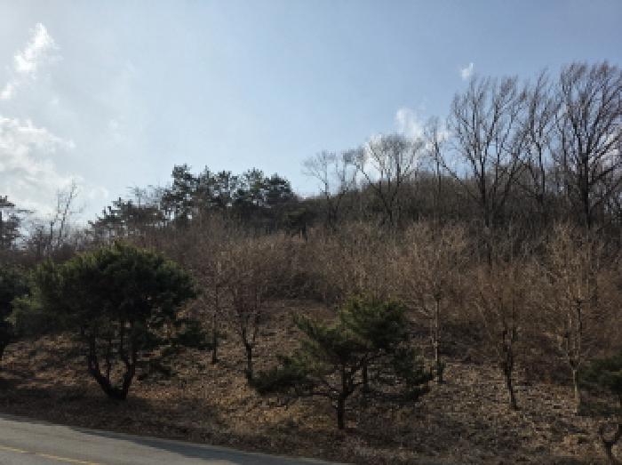 경상북도 성주군 용암면 용정리 산75-2 임야 경매 사진 9
