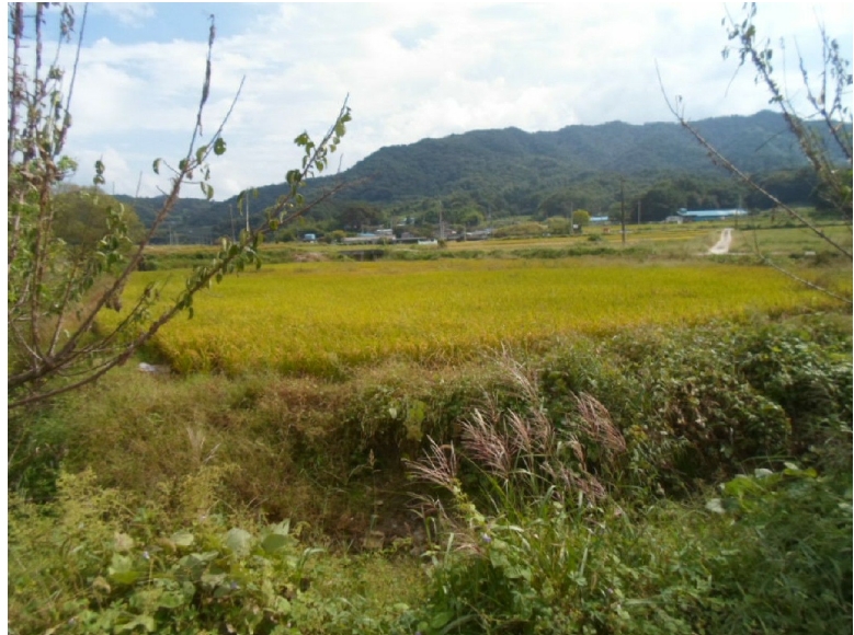 전라남도 곡성군 겸면 산정리 287-3 답 경매 사진 3