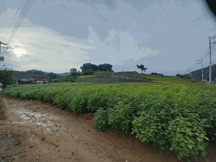 충청남도 예산군 응봉면 신리 145 대지 경매 사진 5