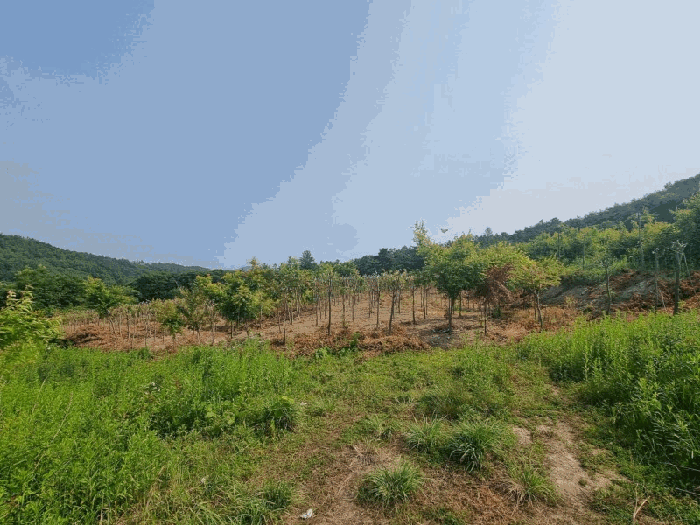 전북특별자치도 임실군 임실읍 정월리 928 답 경매 사진 28
