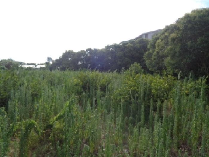 제주특별자치도 서귀포시 대정읍 보성리 160-1 임야 경매 사진 30