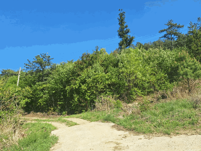 전라남도 장흥군 장동면 반산리 산17-6 임야 경매 사진 11