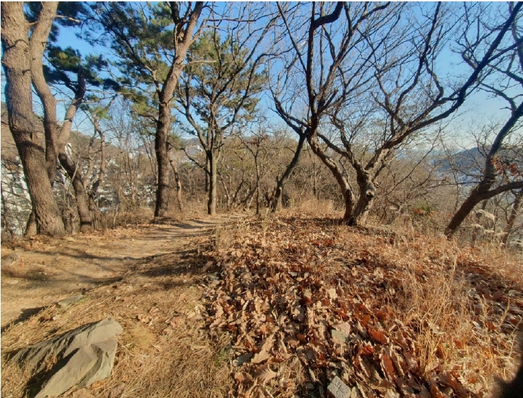 부산광역시 사하구 괴정동 산139-1 임야 경매 사진 12