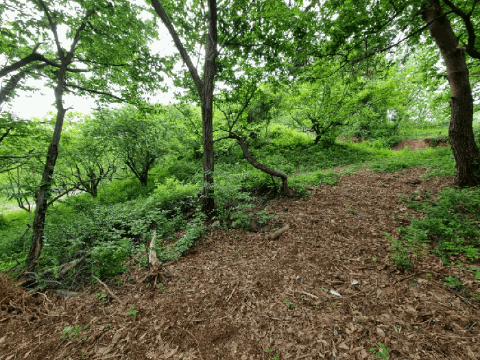 울산광역시 울주군 상북면 지내리 산81-2 임야 경매 사진 22