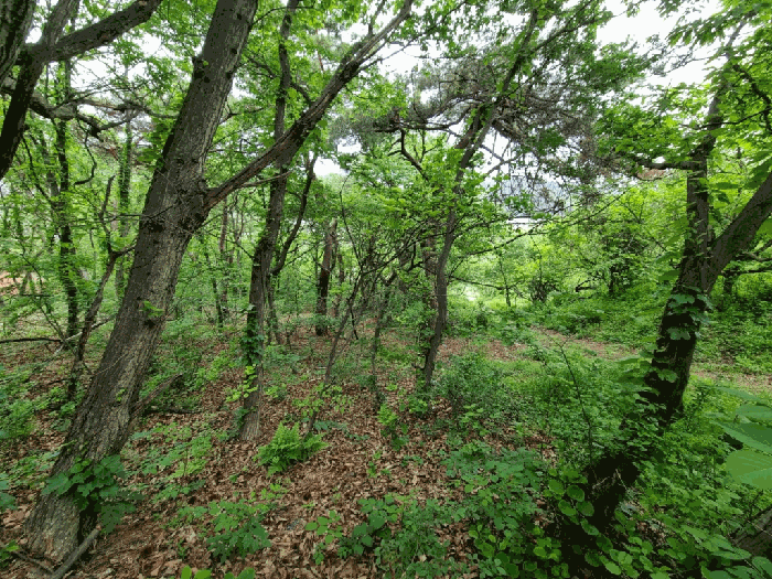울산광역시 울주군 상북면 지내리 산81-2 임야 경매 사진 23
