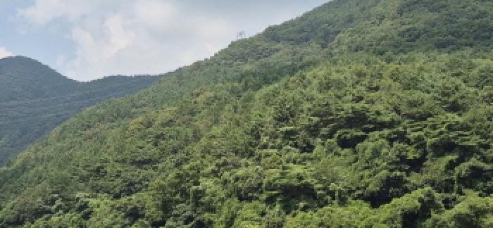 경상남도 고성군 하일면 학림리 1331 임야 경매 사진 41
