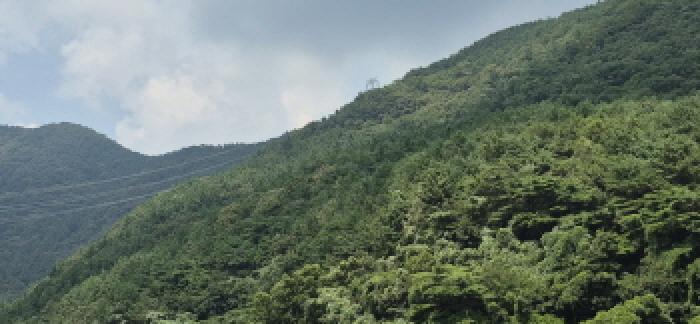 경상남도 고성군 하일면 학림리 1331 임야 경매 사진 42