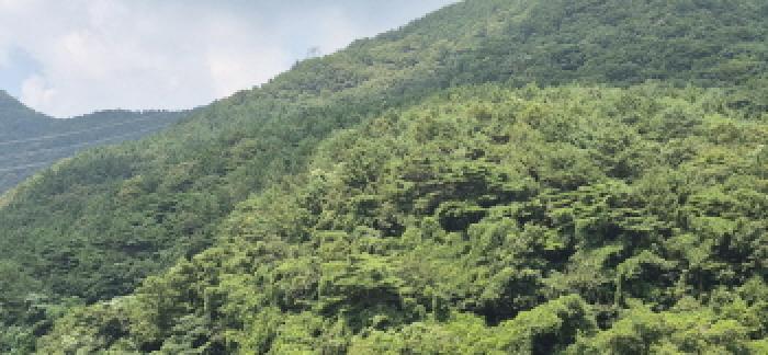 경상남도 고성군 하일면 학림리 1331 임야 경매 사진 43
