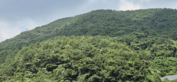 경상남도 고성군 하일면 학림리 1331 임야 경매 사진 44