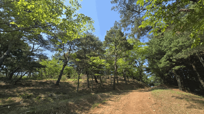 경상남도 사천시 곤명면 삼정리 산40-1 임야 경매 사진 98