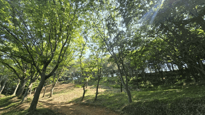 경상남도 사천시 곤명면 삼정리 산40-1 임야 경매 사진 99