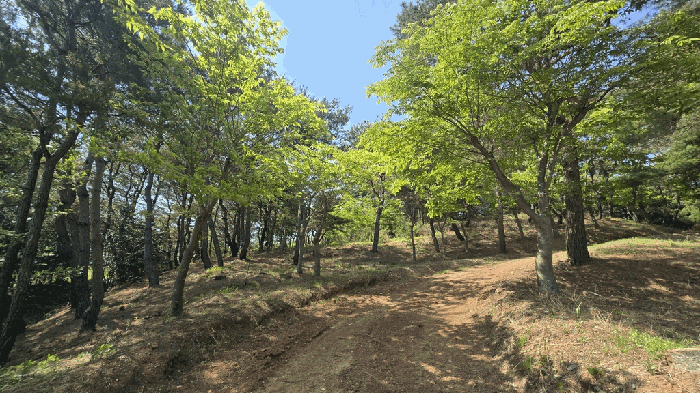 경상남도 사천시 곤명면 삼정리 산40-1 임야 경매 사진 71