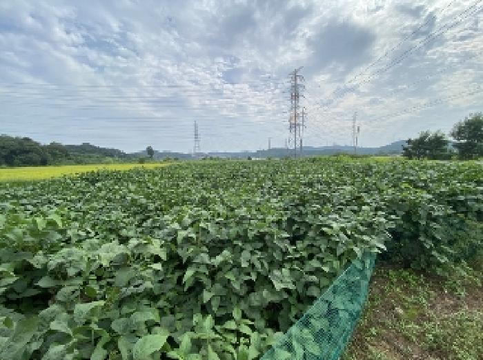 충청남도 당진시 송악읍 고대리 144-6 답 경매 사진 28