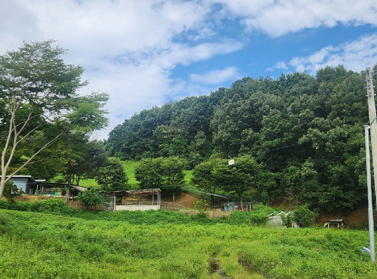 경기도 연천군 군남면 왕림리 산226 임야 경매 사진 29