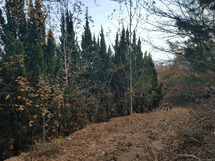 경상남도 진주시 수곡면 대천리 산6-8 임야 경매 사진 88