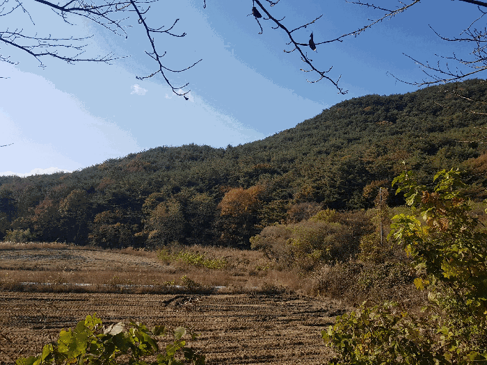 경상남도 진주시 수곡면 사곡리 산41 임야 경매 사진 78