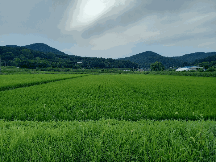충청남도 예산군 광시면 은사리 437-2 답 경매 사진 2
