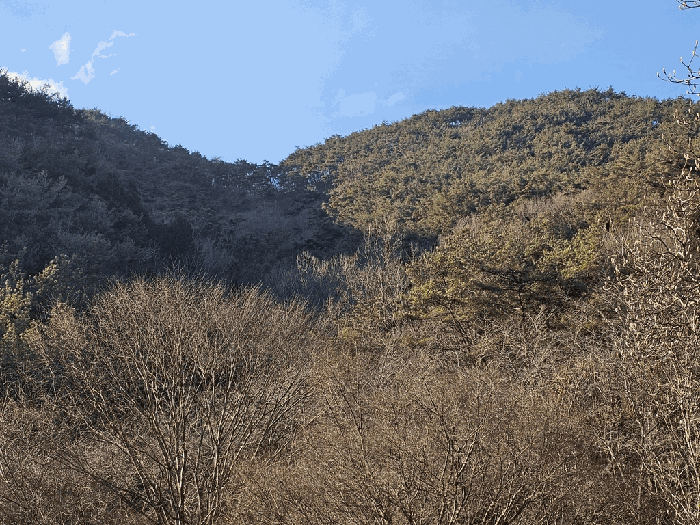 전라남도 보성군 문덕면 죽산리 506 외 4필지 임야 경매 사진 6