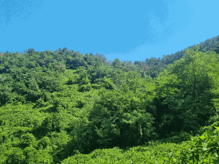 경상남도 김해시 진영읍 진영리 산56 임야 경매 사진 3