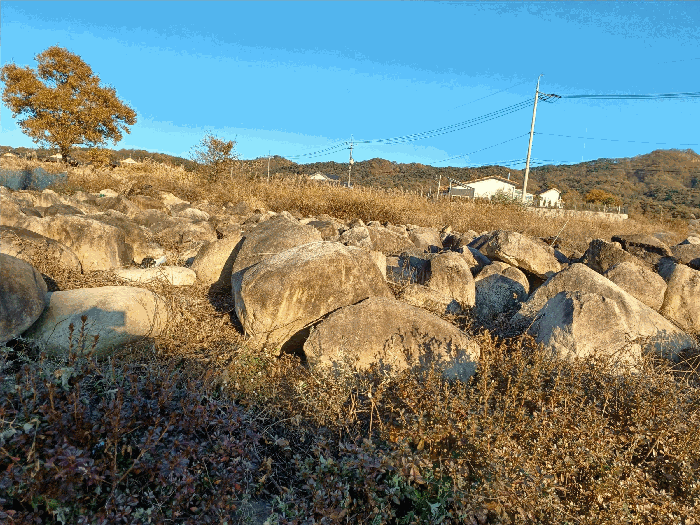 경상북도 경주시 강동면 안계리 589-1 외 4필지 유지 경매 사진 7