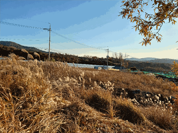 경상북도 경주시 강동면 안계리 589-1 외 4필지 유지 경매 사진 9