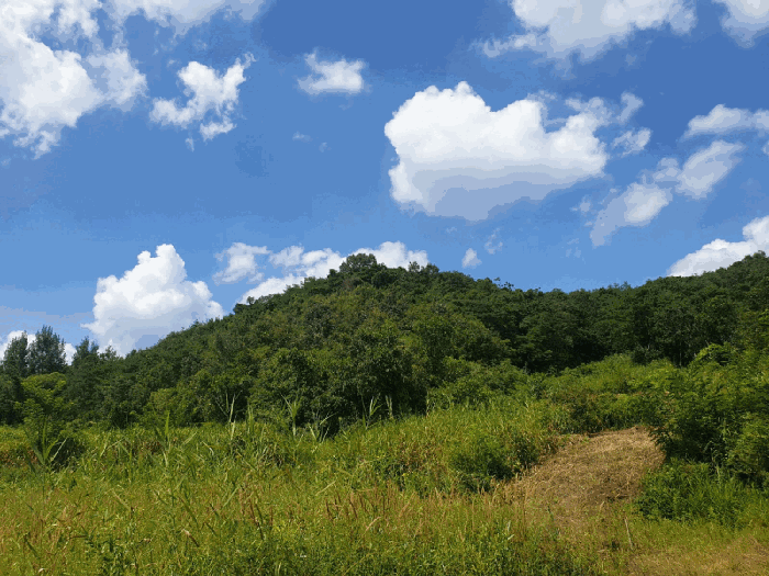 경상북도 구미시 산동읍 송산리 산37 임야 경매 사진 3