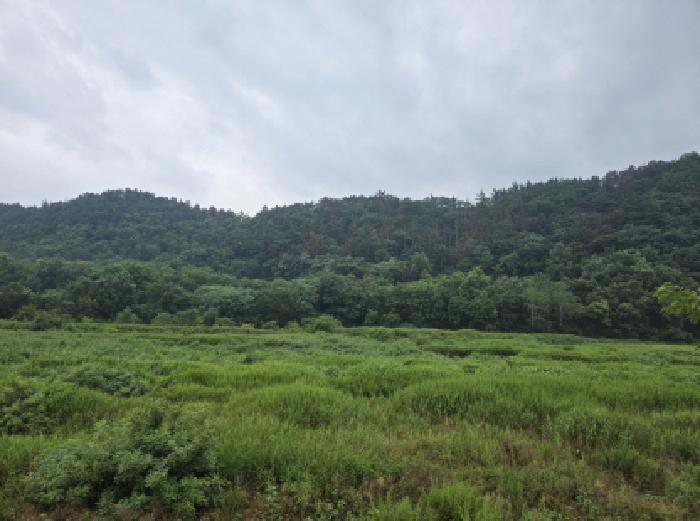 경상북도 영천시 고경면 전사리 358 전 경매 사진 18