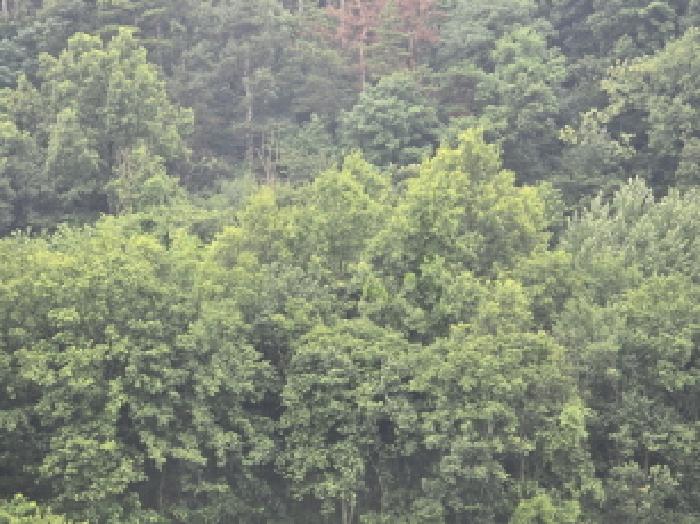 경상북도 영천시 고경면 전사리 358 전 경매 사진 19