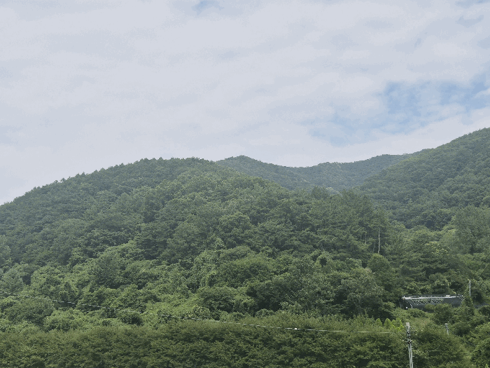 경상북도 청도군 운문면 봉하리 산81-1 임야 경매 사진 20