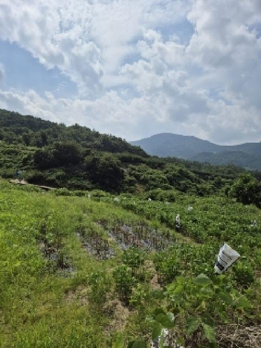 전라남도 곡성군 목사동면 용봉리 495 외 1필지 답 경매 사진 1