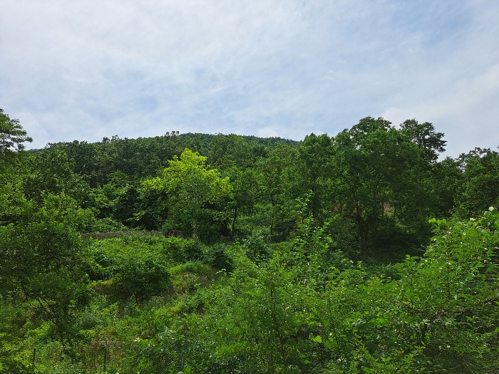충청북도 제천시 덕산면 도전리 1038 외 1필지 임야 경매 사진 1