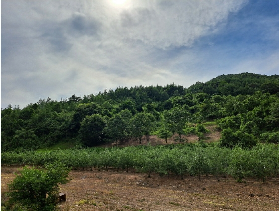 충청북도 제천시 덕산면 도전리 1430 답 경매 사진 78